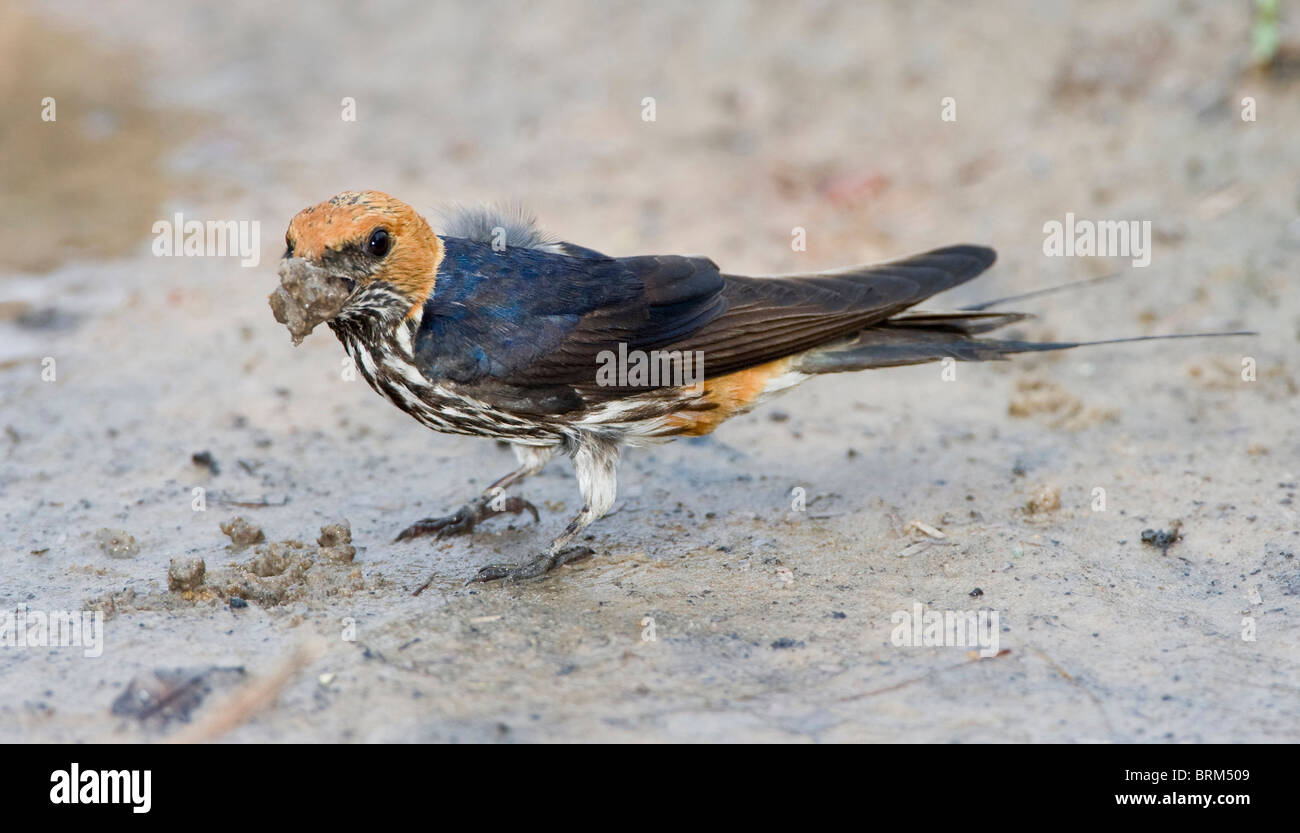 Lesser striped swallow collecting mud for nest building Stock Photo