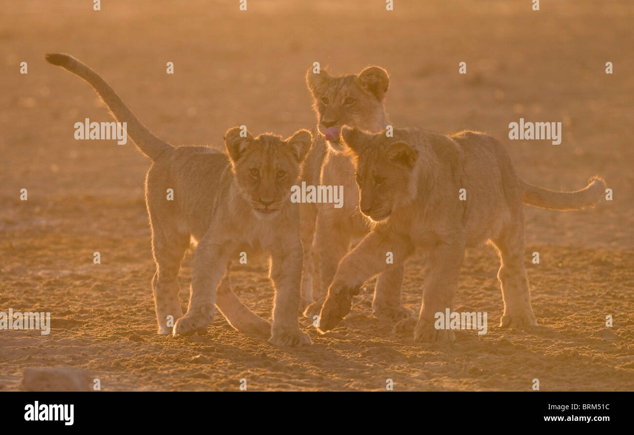 Three Lion cubs Stock Photo