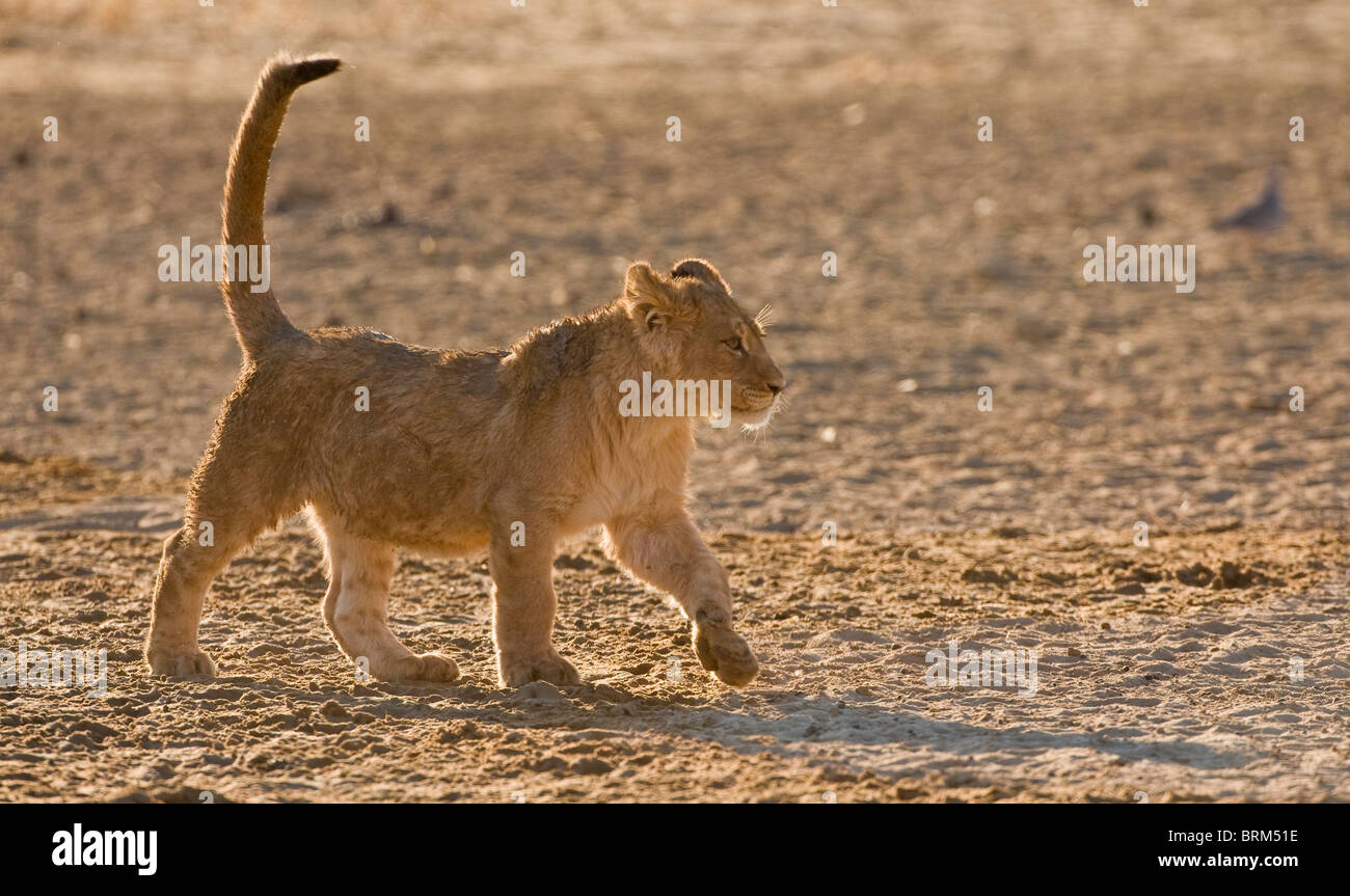 Lion cub walking in arid area Stock Photo