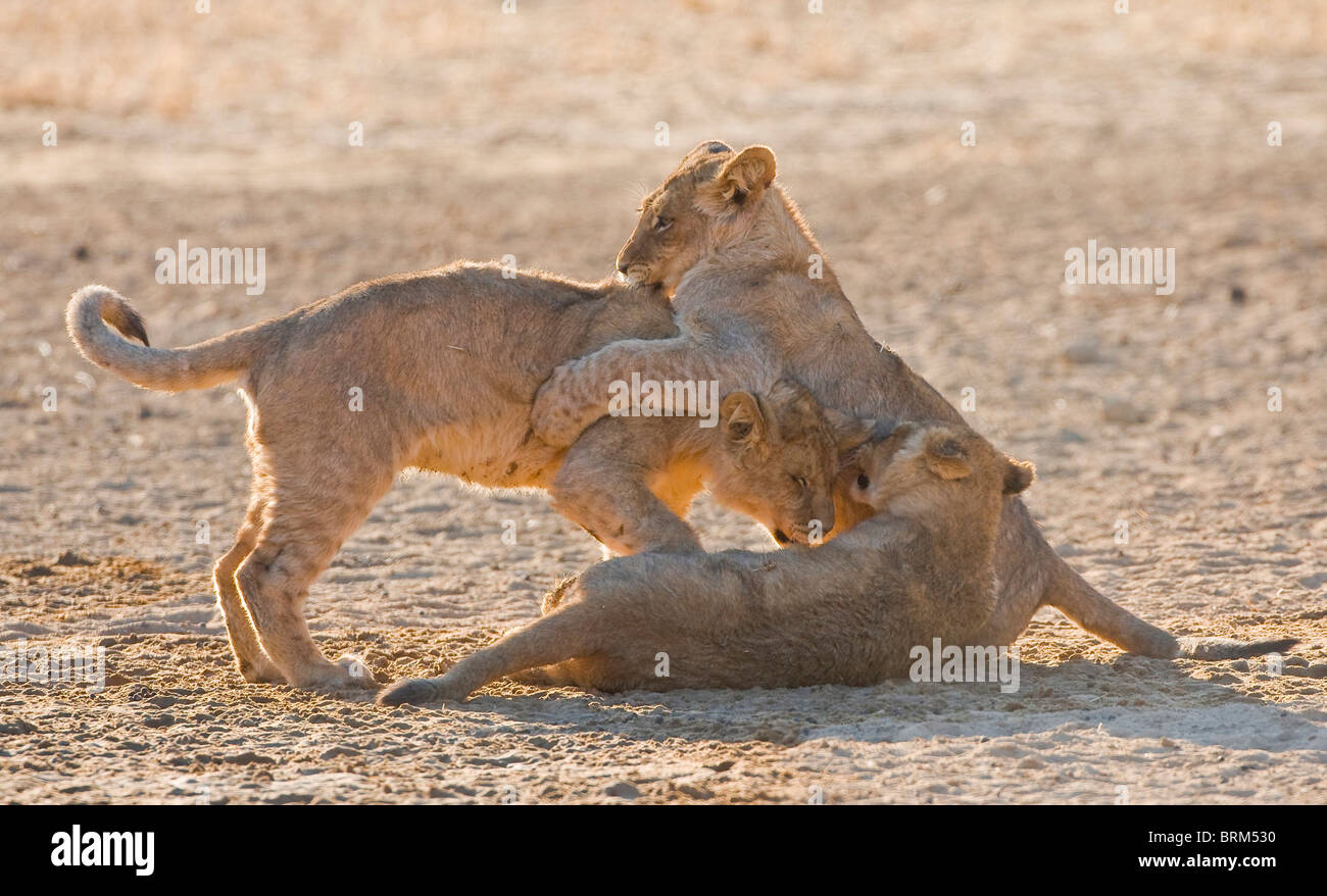 Lion cubs wrestling Stock Photo