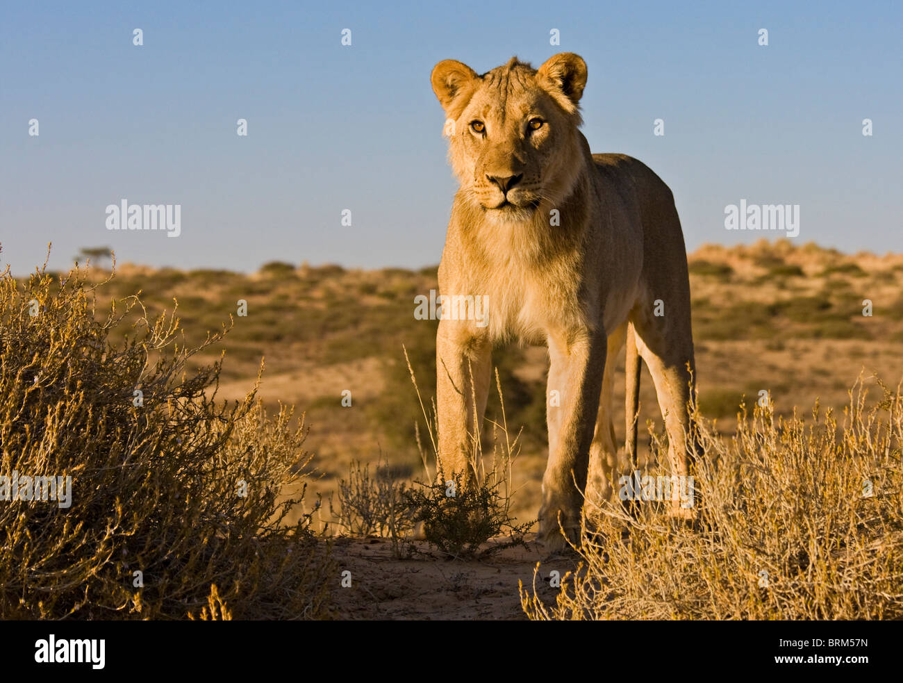 Lion Stock Photo
