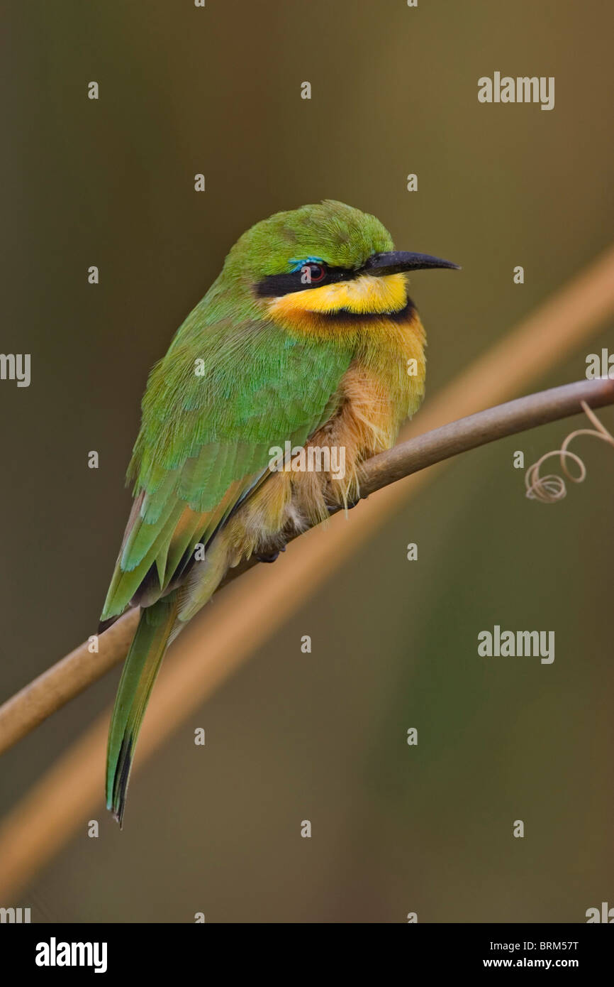Cute bee eater hi-res stock photography and images - Alamy