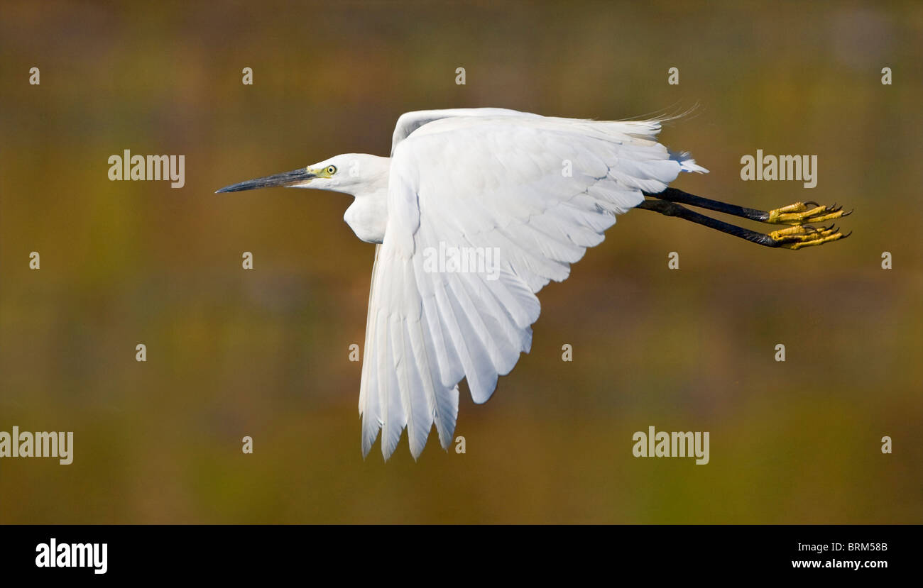 Little egret in flight Stock Photo