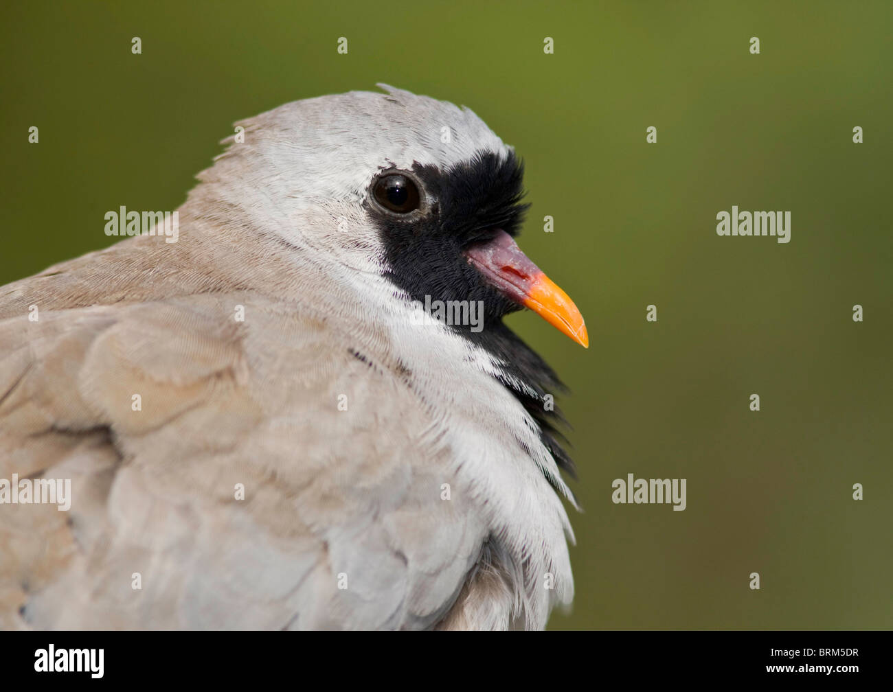 Namaqua dove portrait Stock Photo