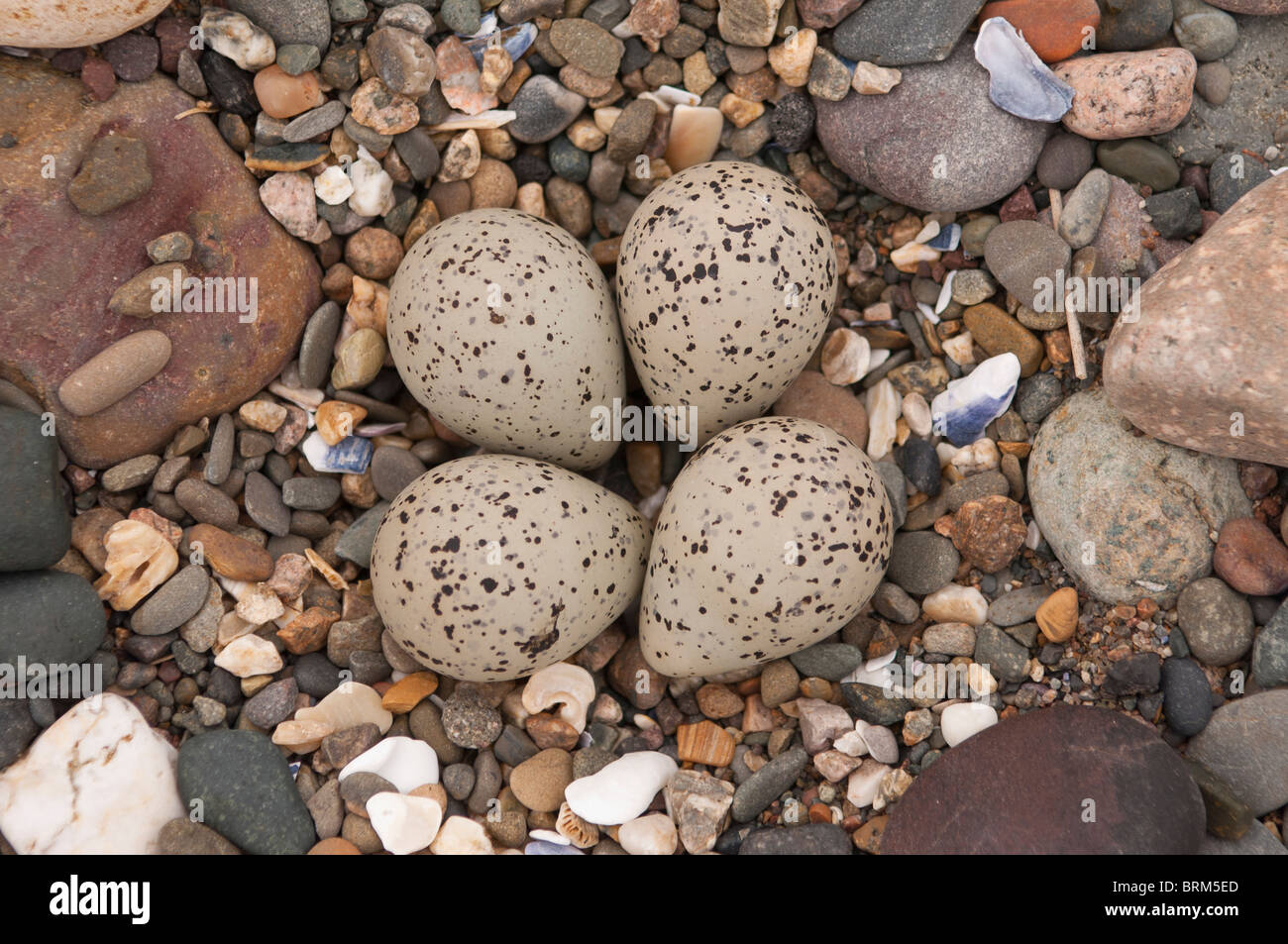 The nest of an Oystercatcher ( Haematopus ostralegus ) on a Uk beach with a clutch of 4 eggs Stock Photo