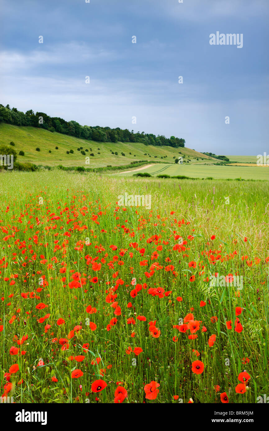 Wild poppies flowering in countryside near the village of West Dean, Wiltshire, England. Summer (June) 2009. Stock Photo
