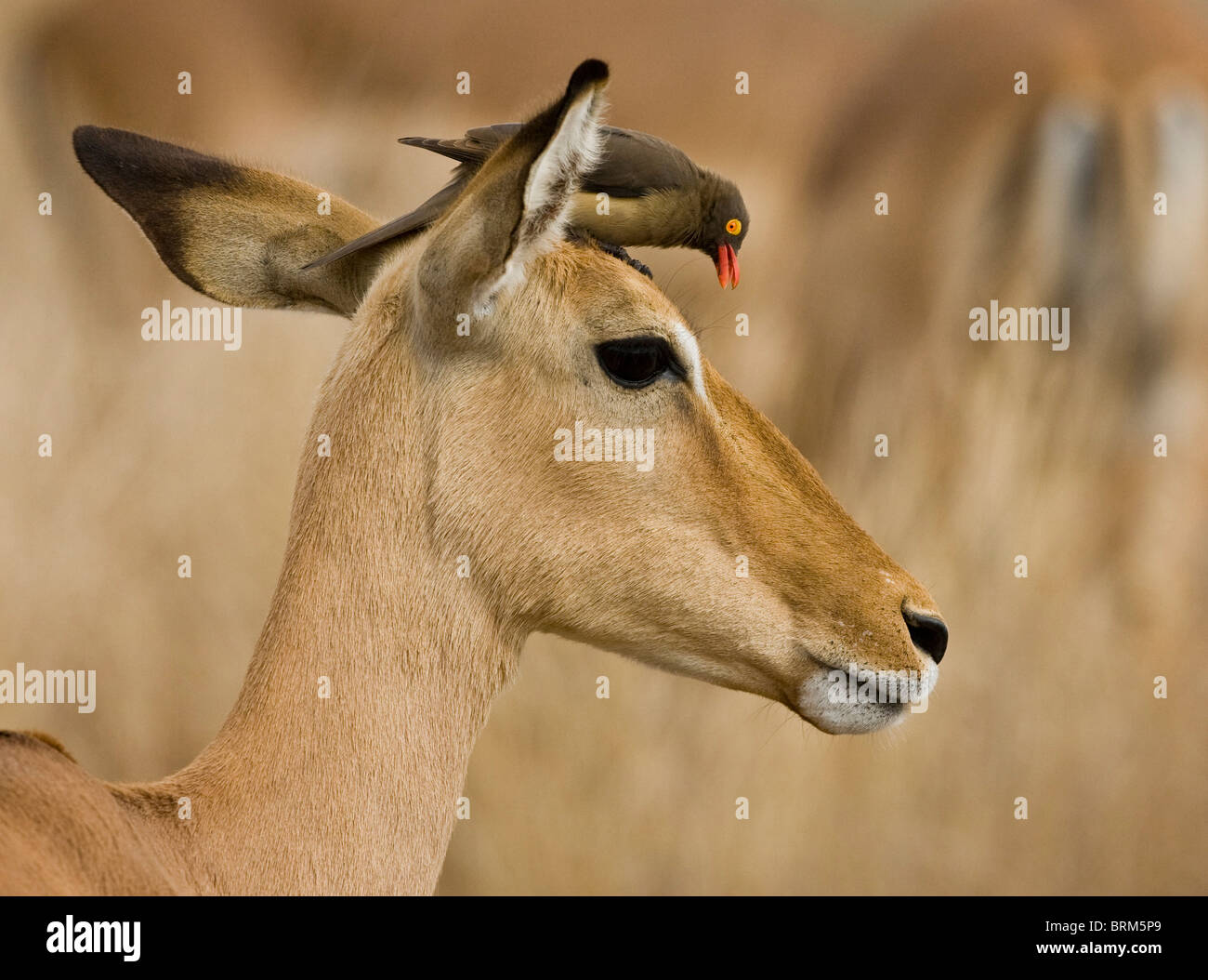 Red-billed oxpecker on Impala's head Stock Photo