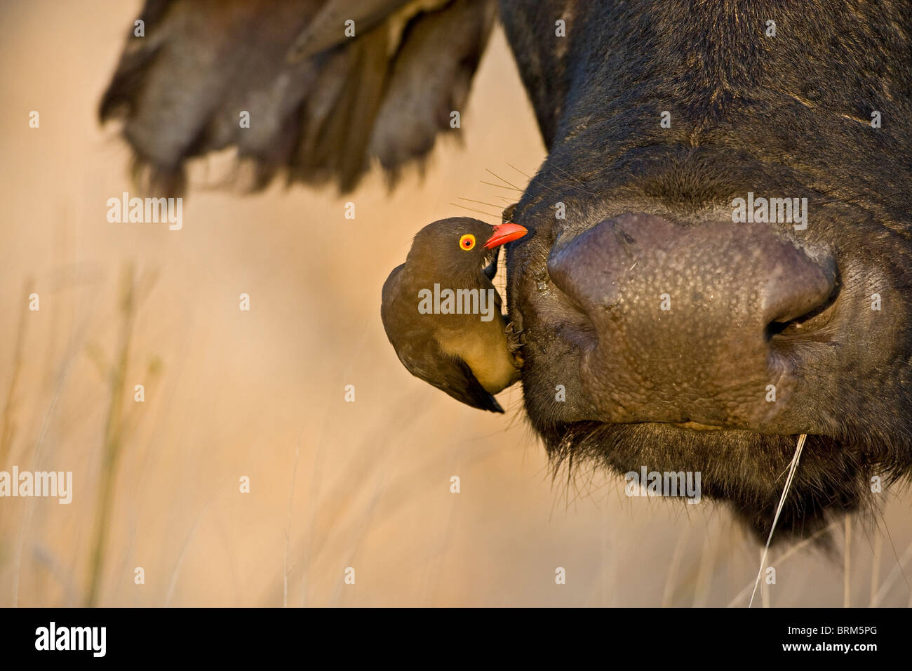 Red-billed oxpecker Stock Photo