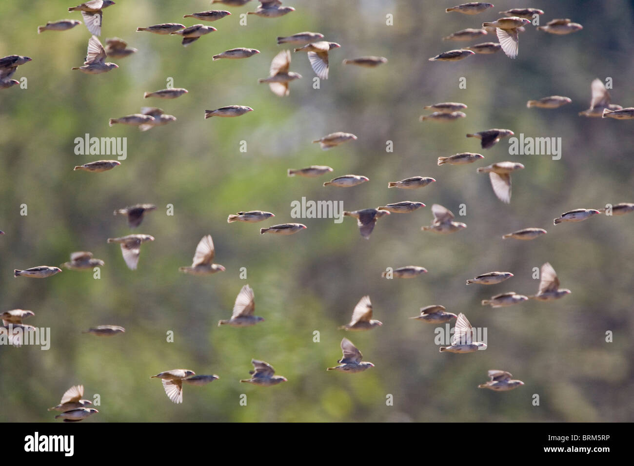 Large flock of Red-billed quelea in flight Stock Photo