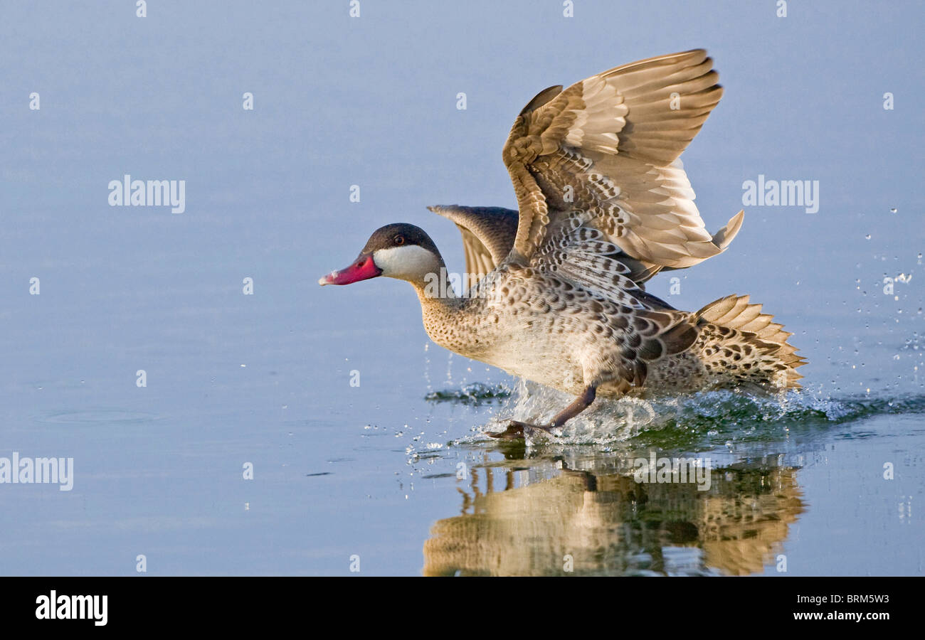 Red-billed teal landing in water Stock Photo