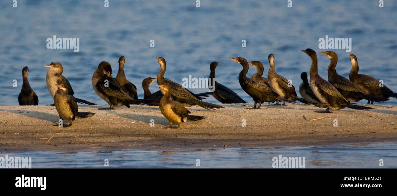 Reed cormorant flock on sand bank Stock Photo
