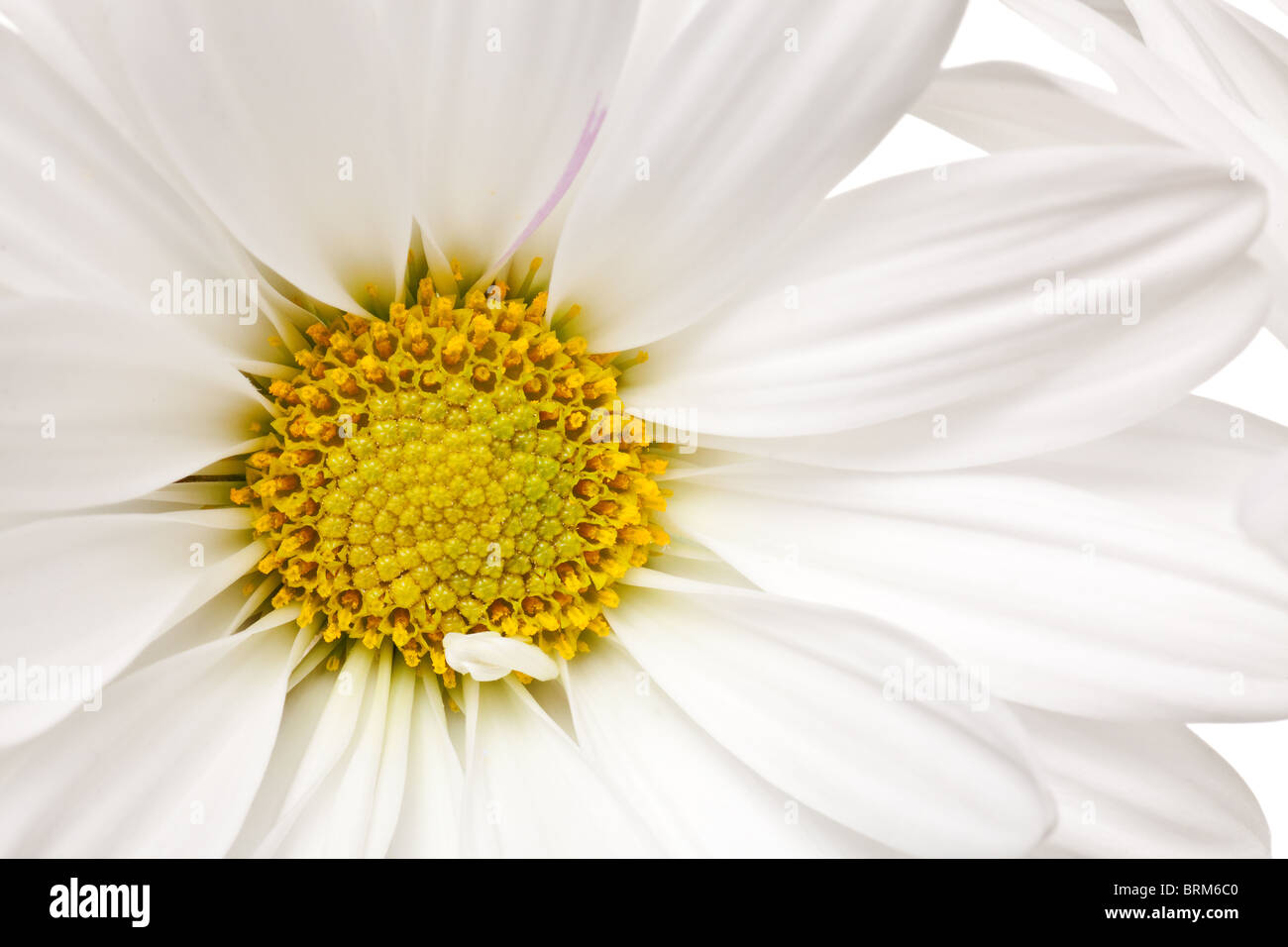 daisy isolated on a pure white background Stock Photo - Alamy