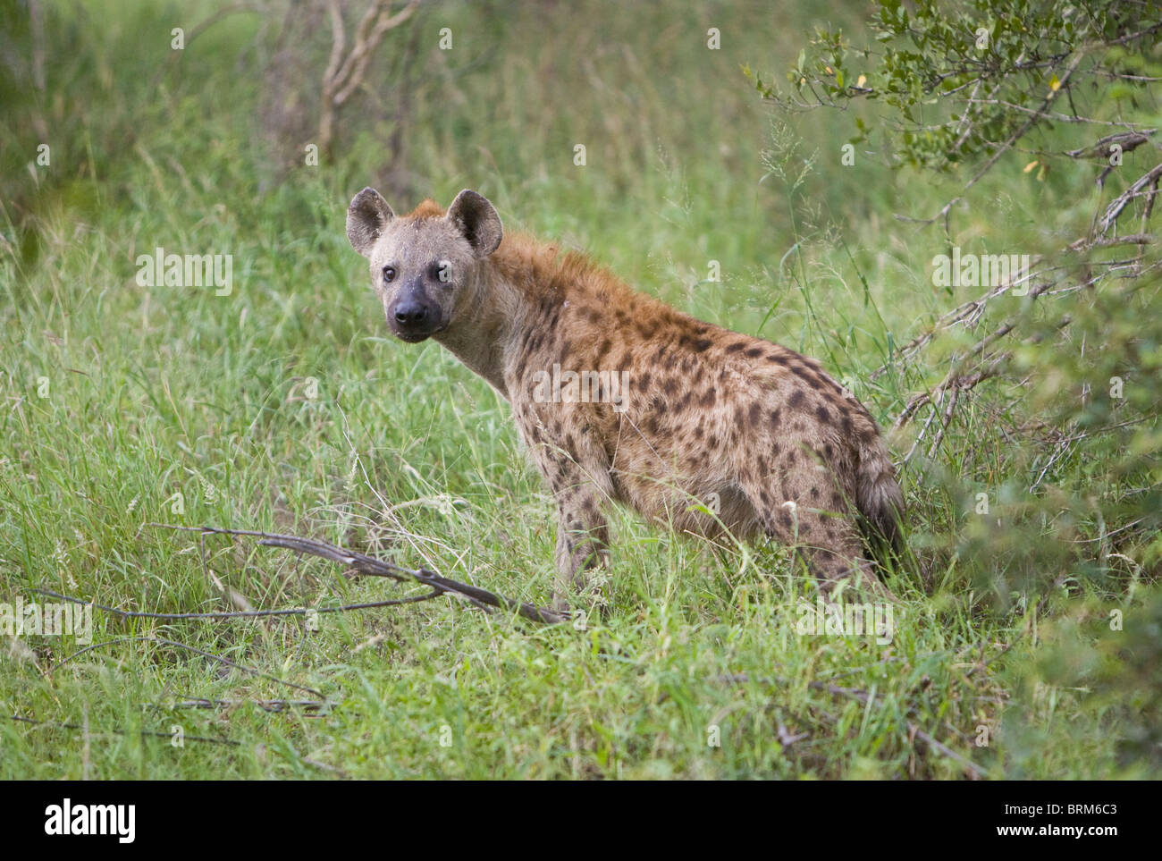Spotted hyaena Stock Photo
