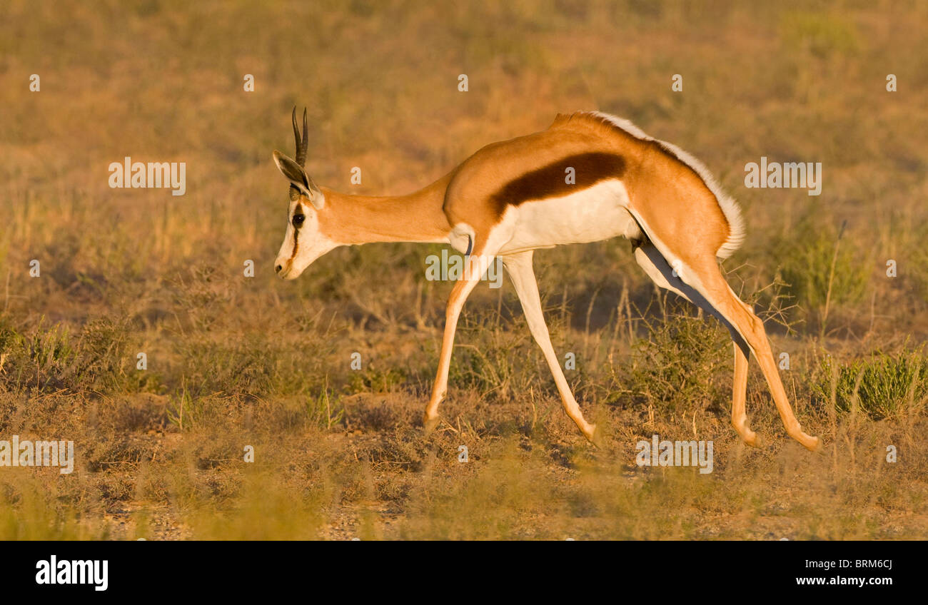Springbok jumping south africa hires stock photography and images Alamy