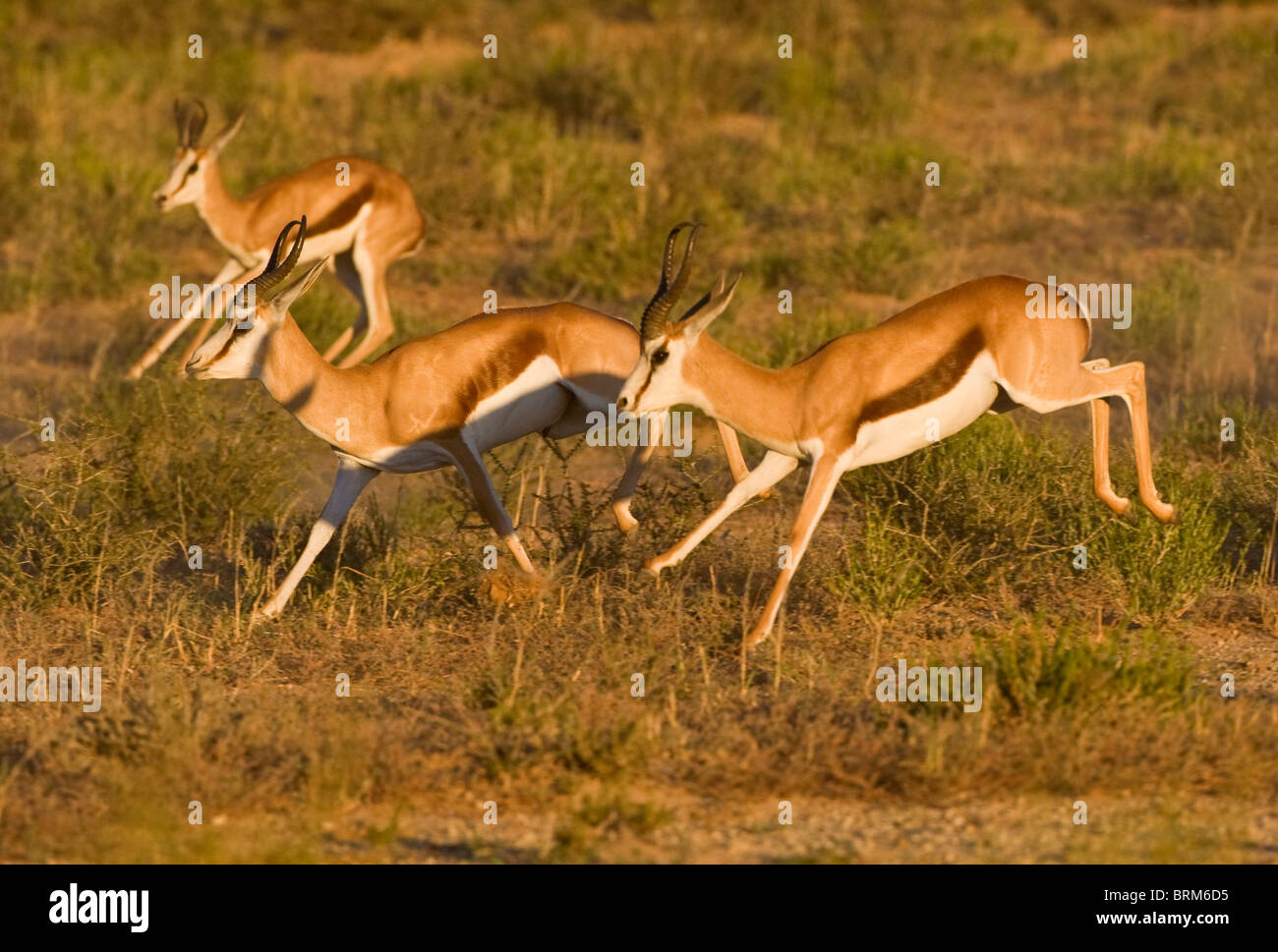 Springbok jumping south africa hires stock photography and images Alamy
