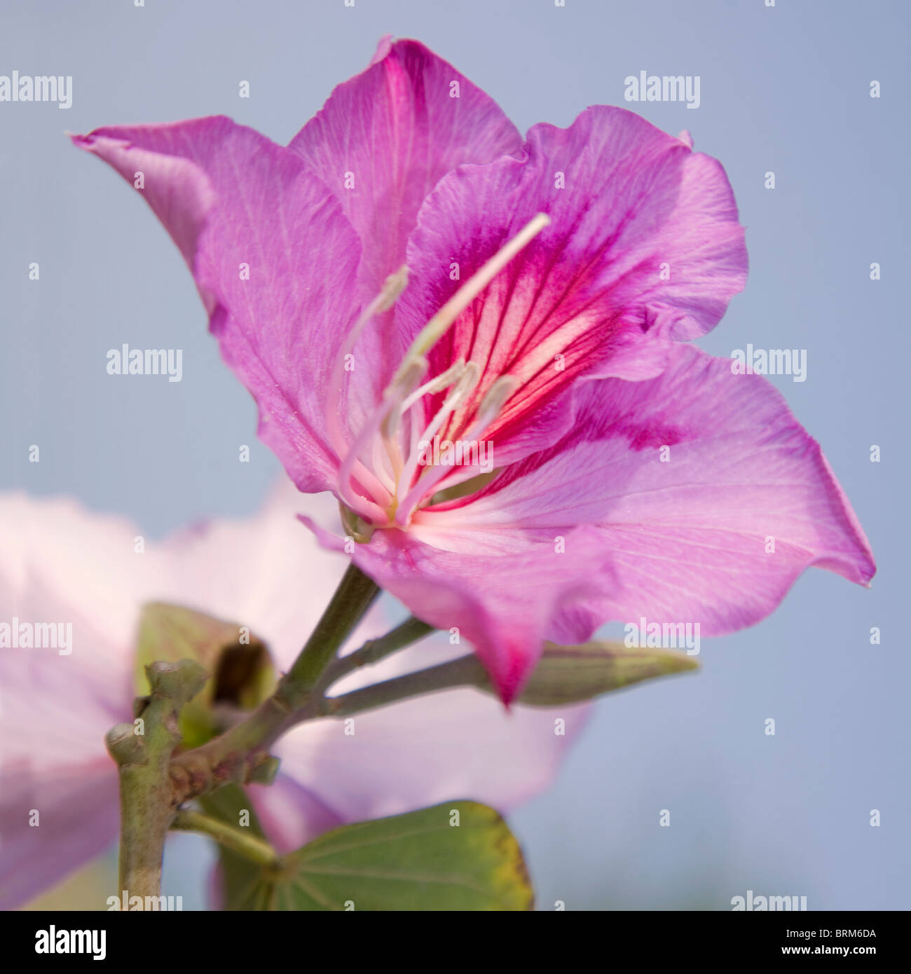 Bauhinia variegata or the orchid tree Stock Photo