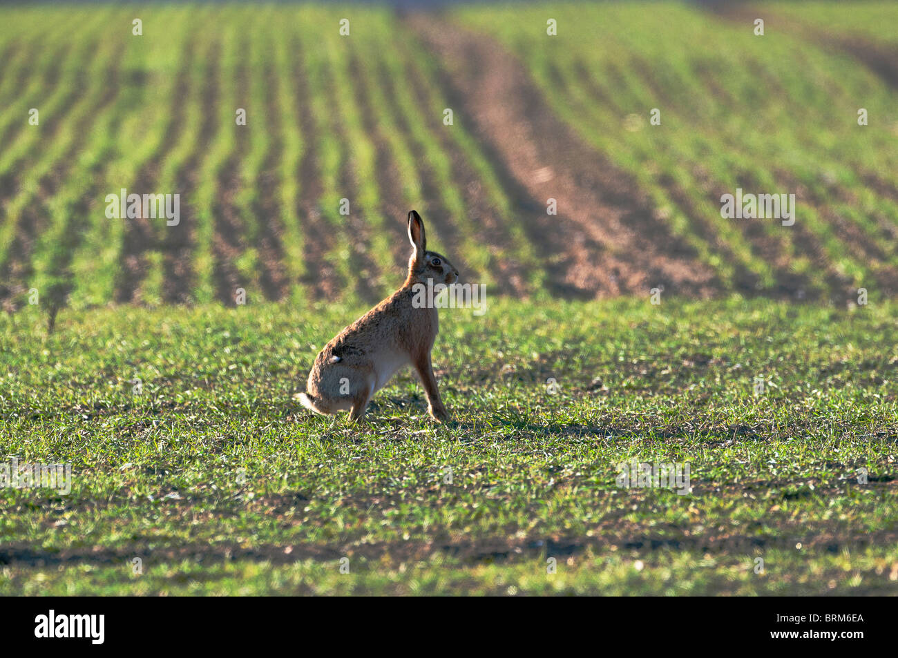 Brown Hare Lepus lepus Norfolk winter Stock Photo