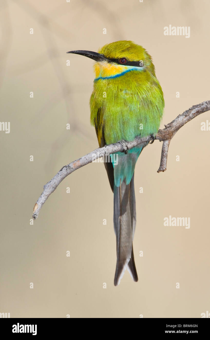 Swallow-tailed bee-eater Stock Photo