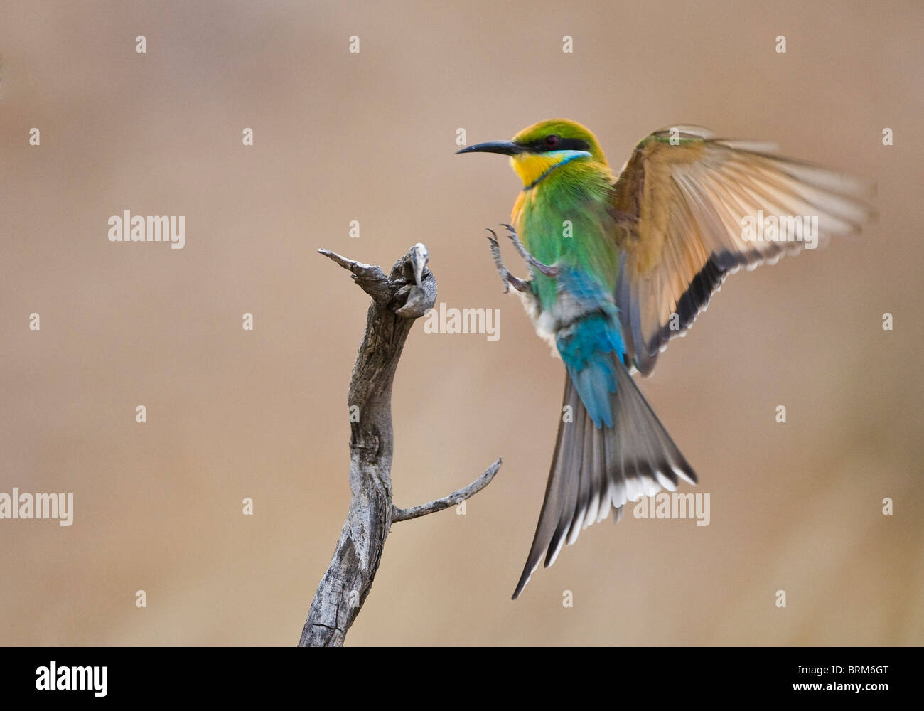 Swallow-tailed bee-eater preparing to land Stock Photo