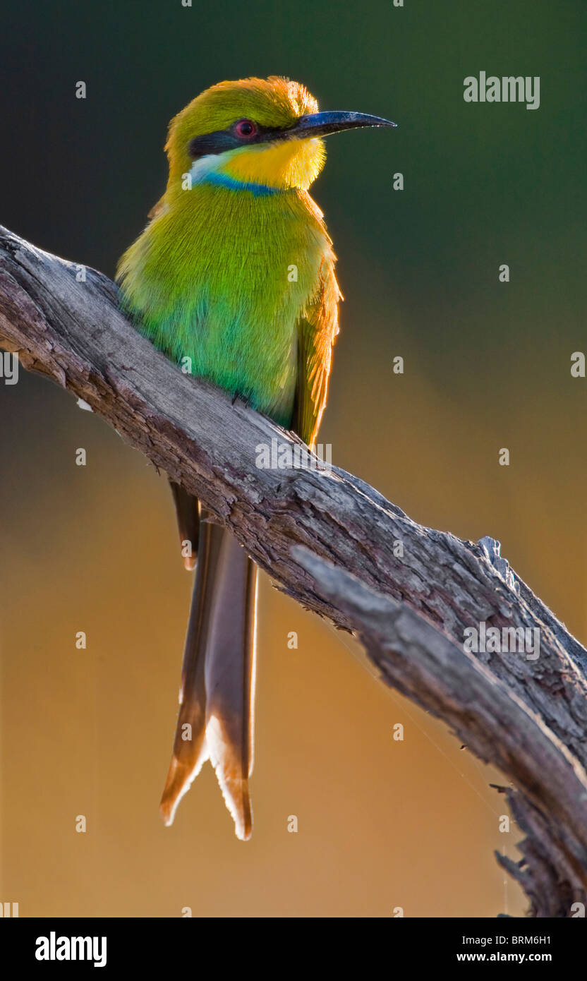 Swallow-tailed bee-eater Stock Photo