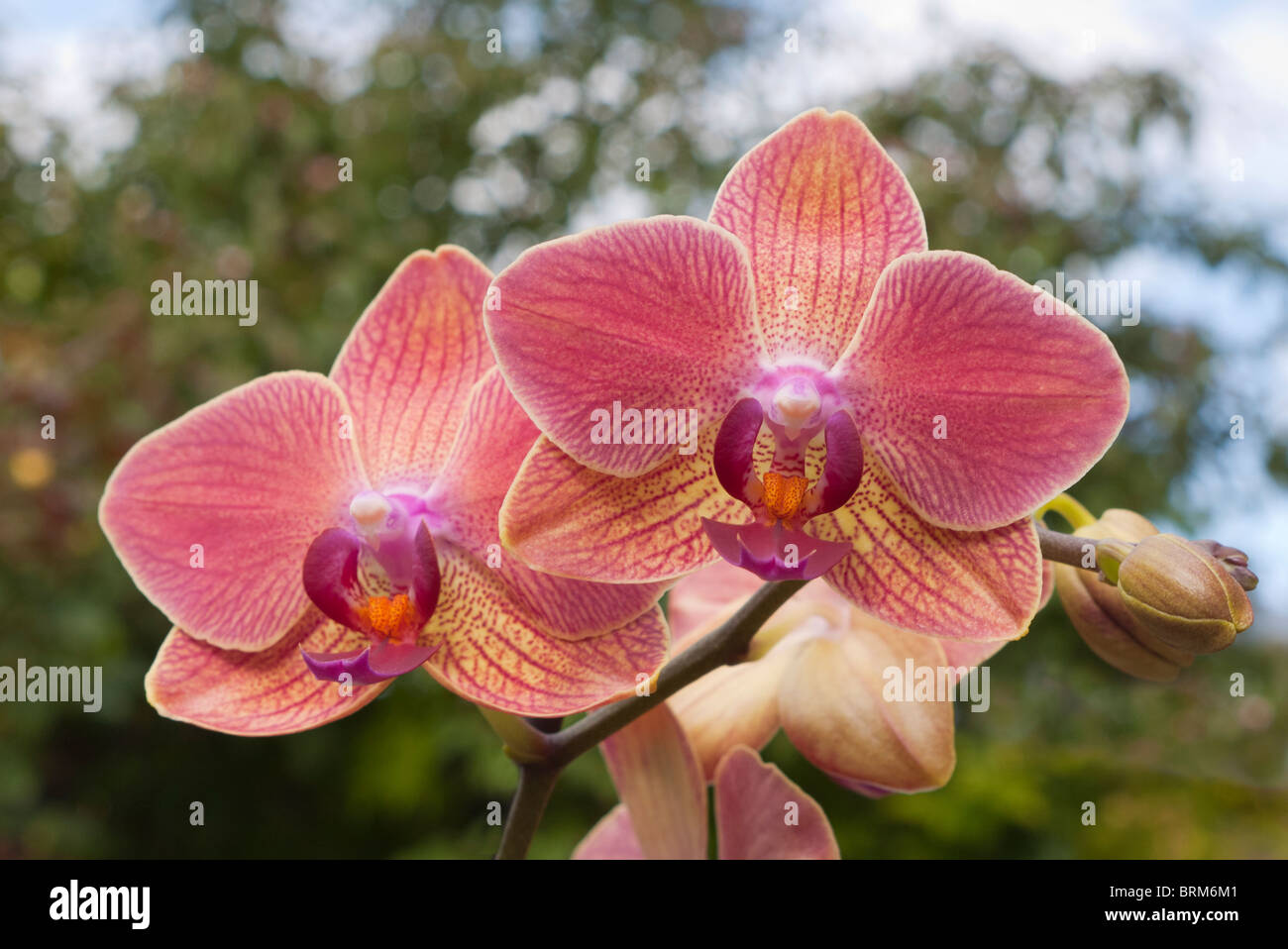 Phalaenopsis Orchid Maria Therese 2 Stock Photo