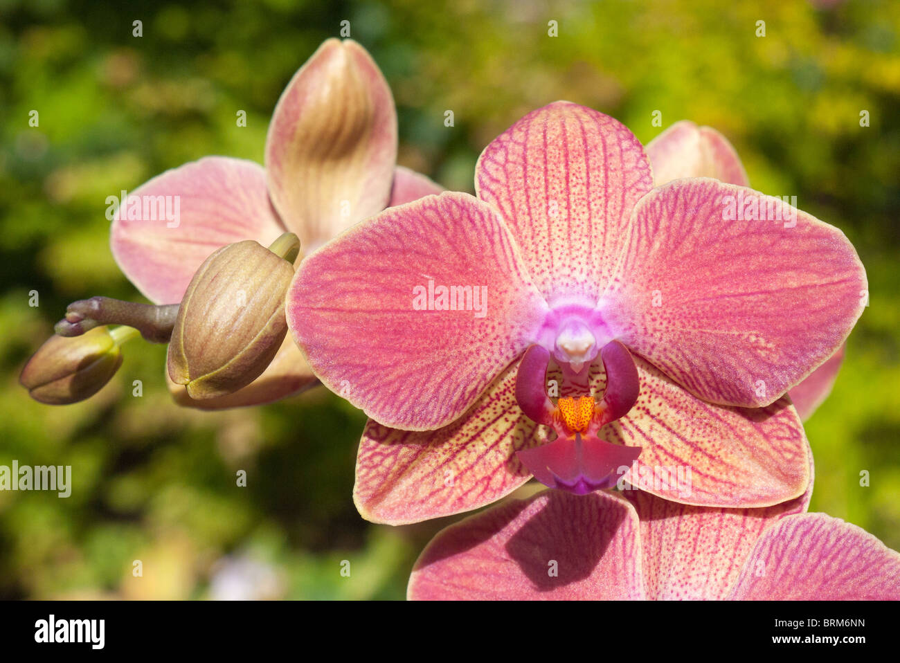 Phalaenopsis Orchid Maria Therese 1 Stock Photo