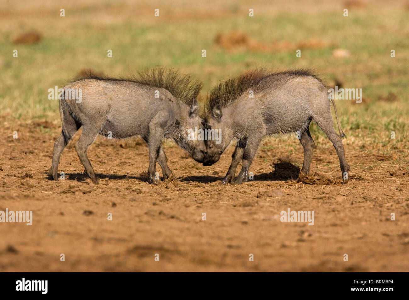 Warthog youngsters play fighting Stock Photo