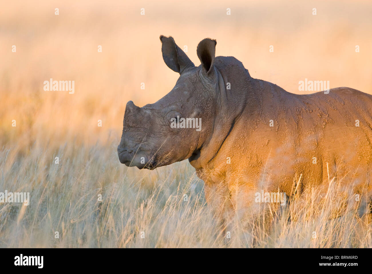 White Rhinoceros baby Stock Photo