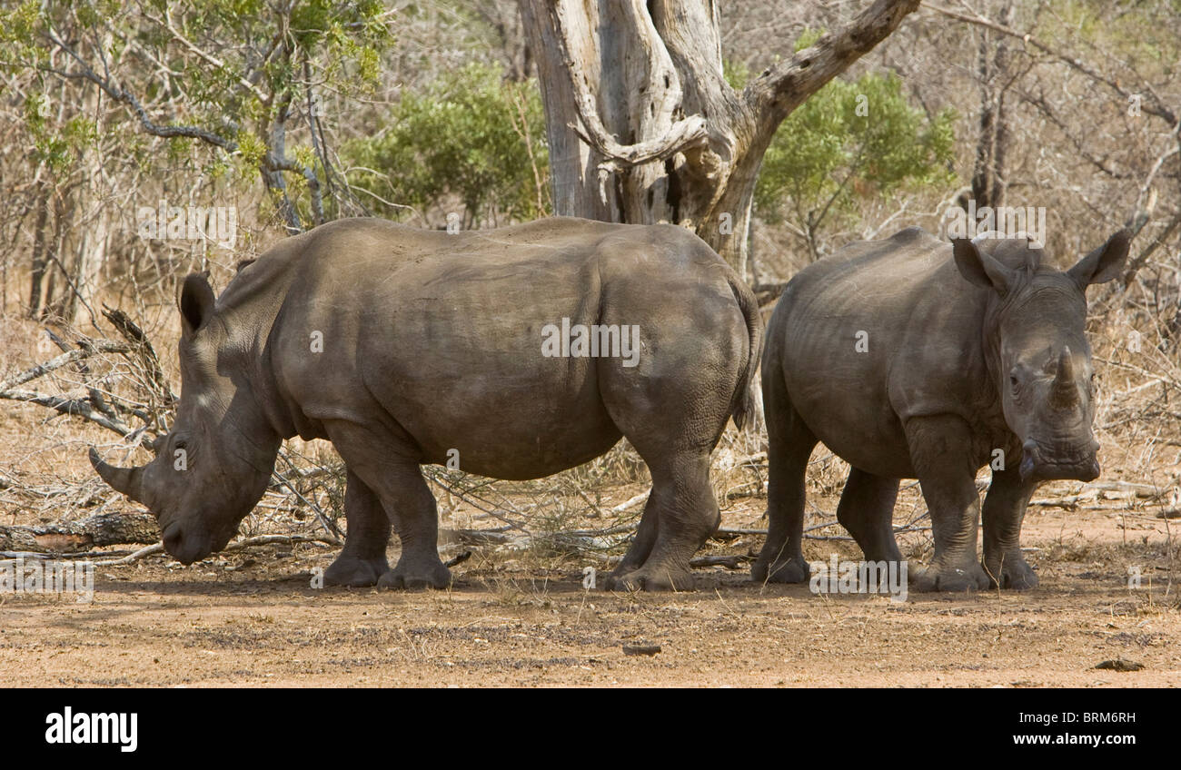 Endangered white rhinoceros hi-res stock photography and images - Alamy