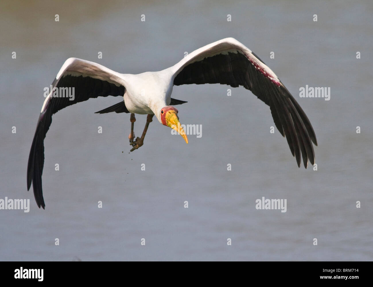 Yellow-billed stork in flight over water Stock Photo