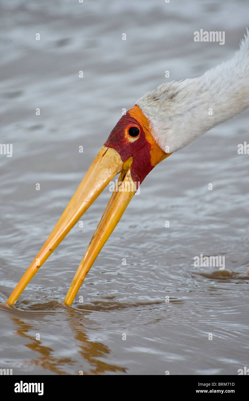 Yellow-billed stork foraging in water Stock Photo