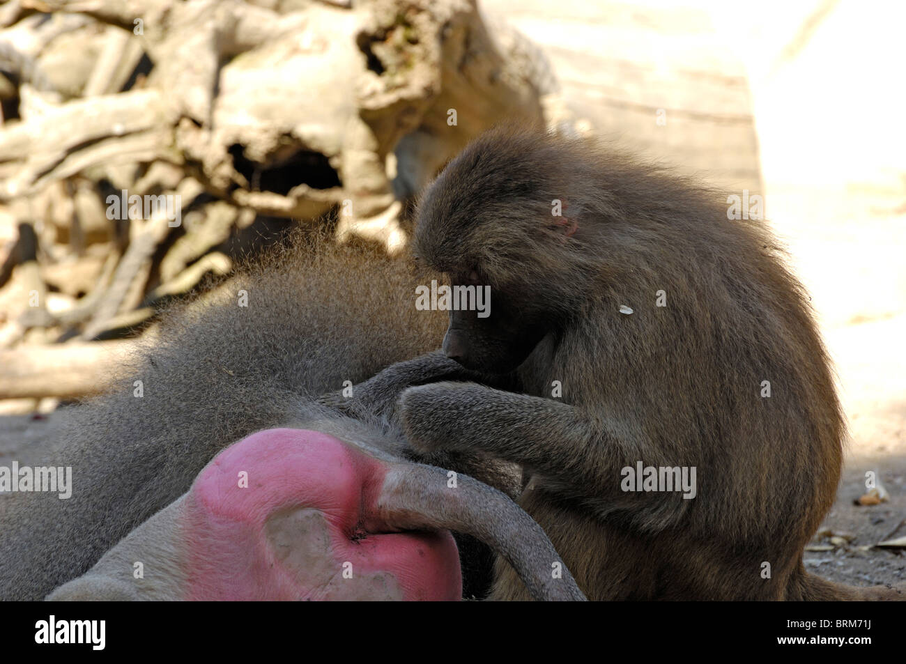 Delousing Baboons Stock Photo