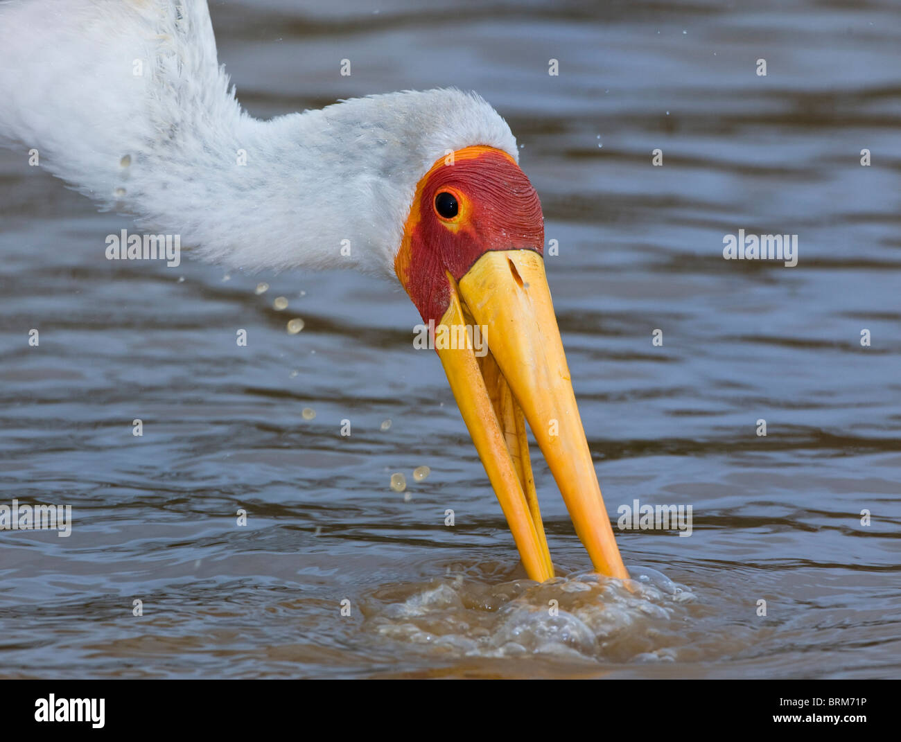 Yellow-billed stork foraging in water Stock Photo