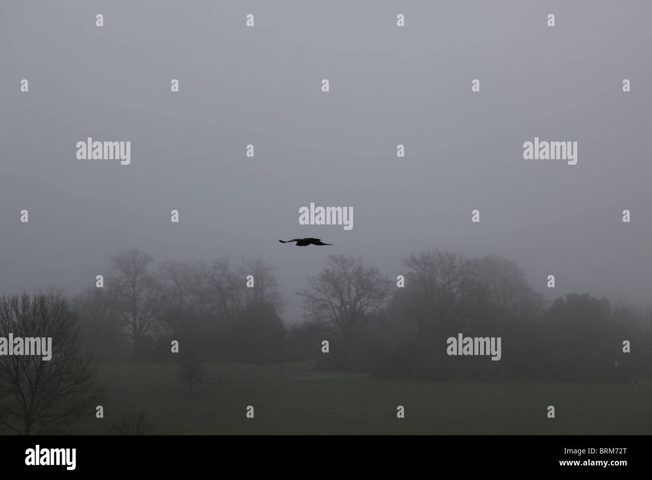 Crow flying against foggy grey sky Stock Photo