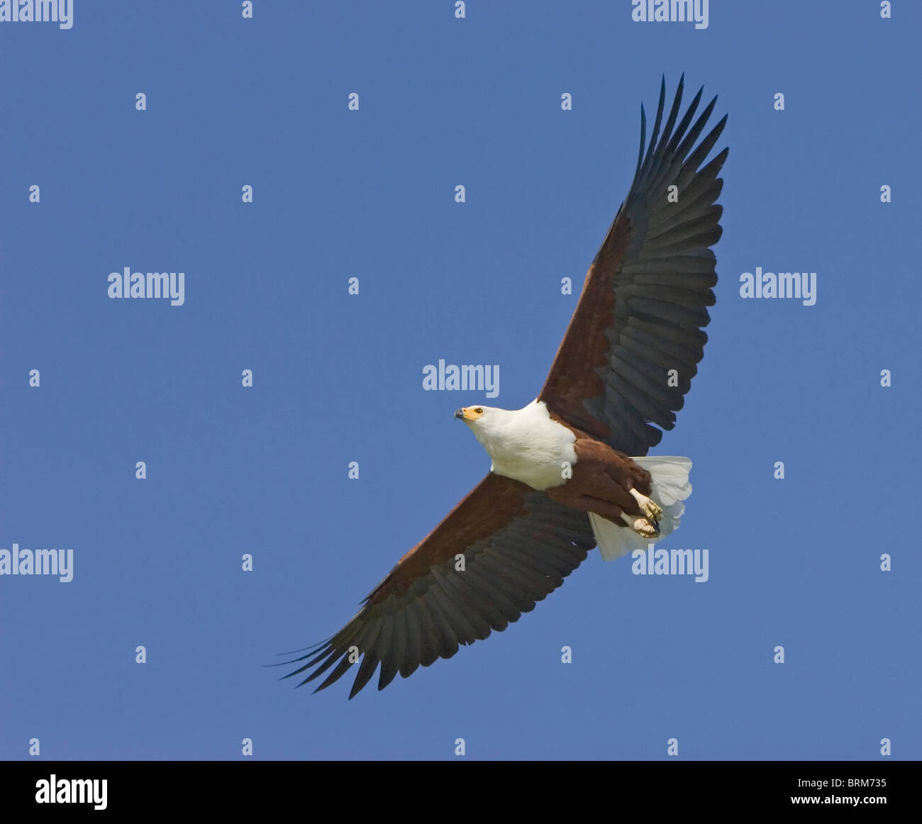 African fish eagle in flight Stock Photo - Alamy