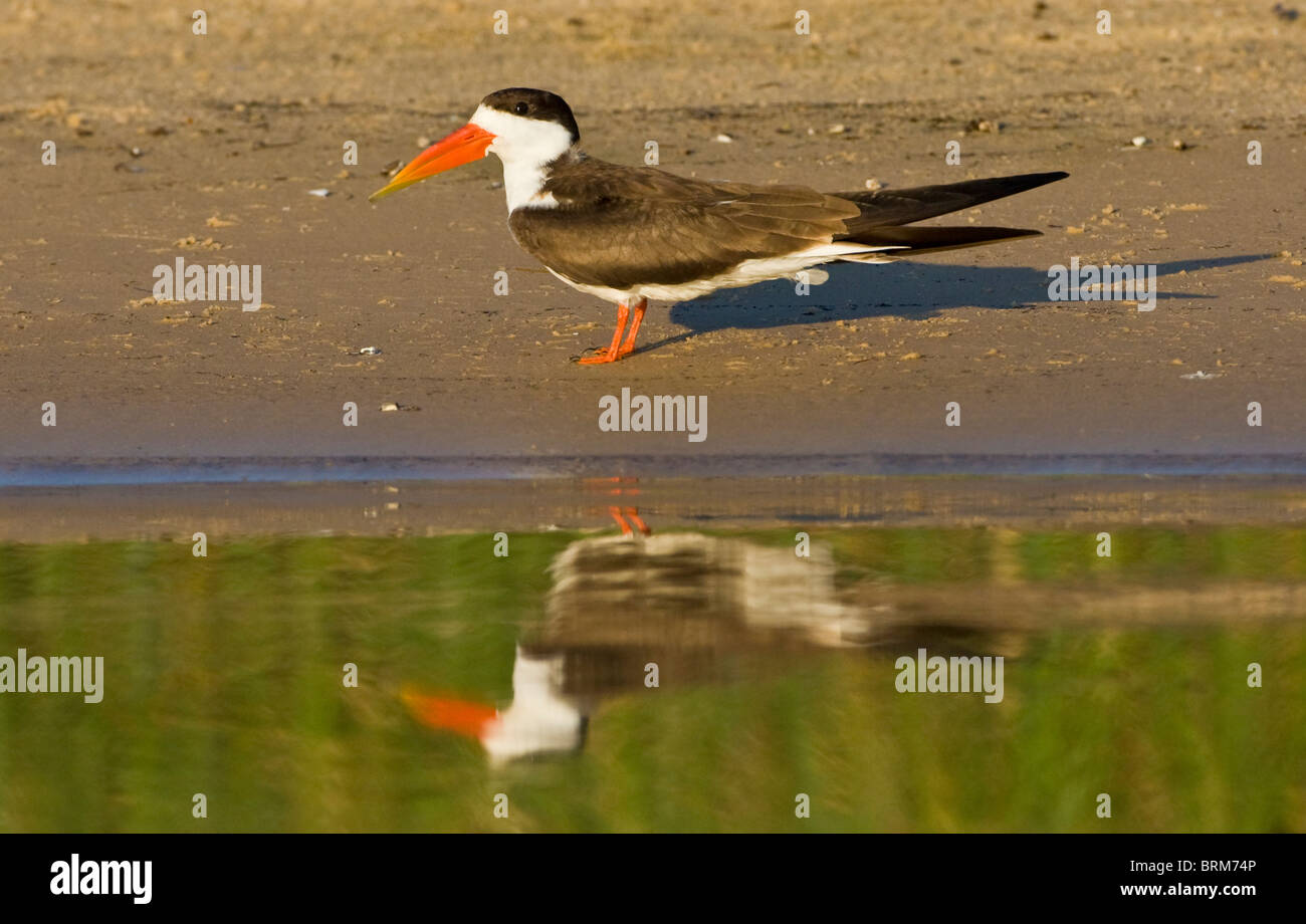 African skimmer standing at the waters edge Stock Photo