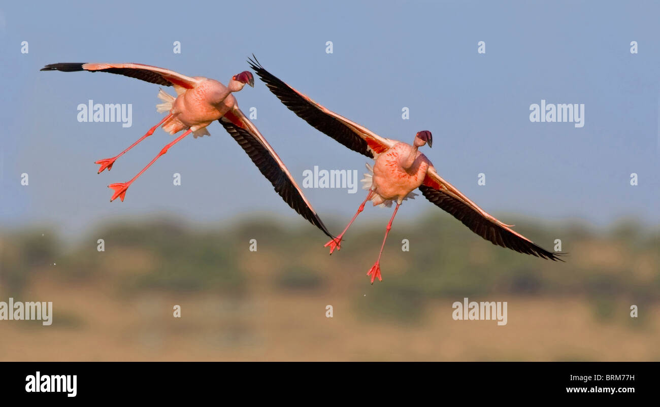 Africa flamingo flying hi-res stock photography and images - Alamy