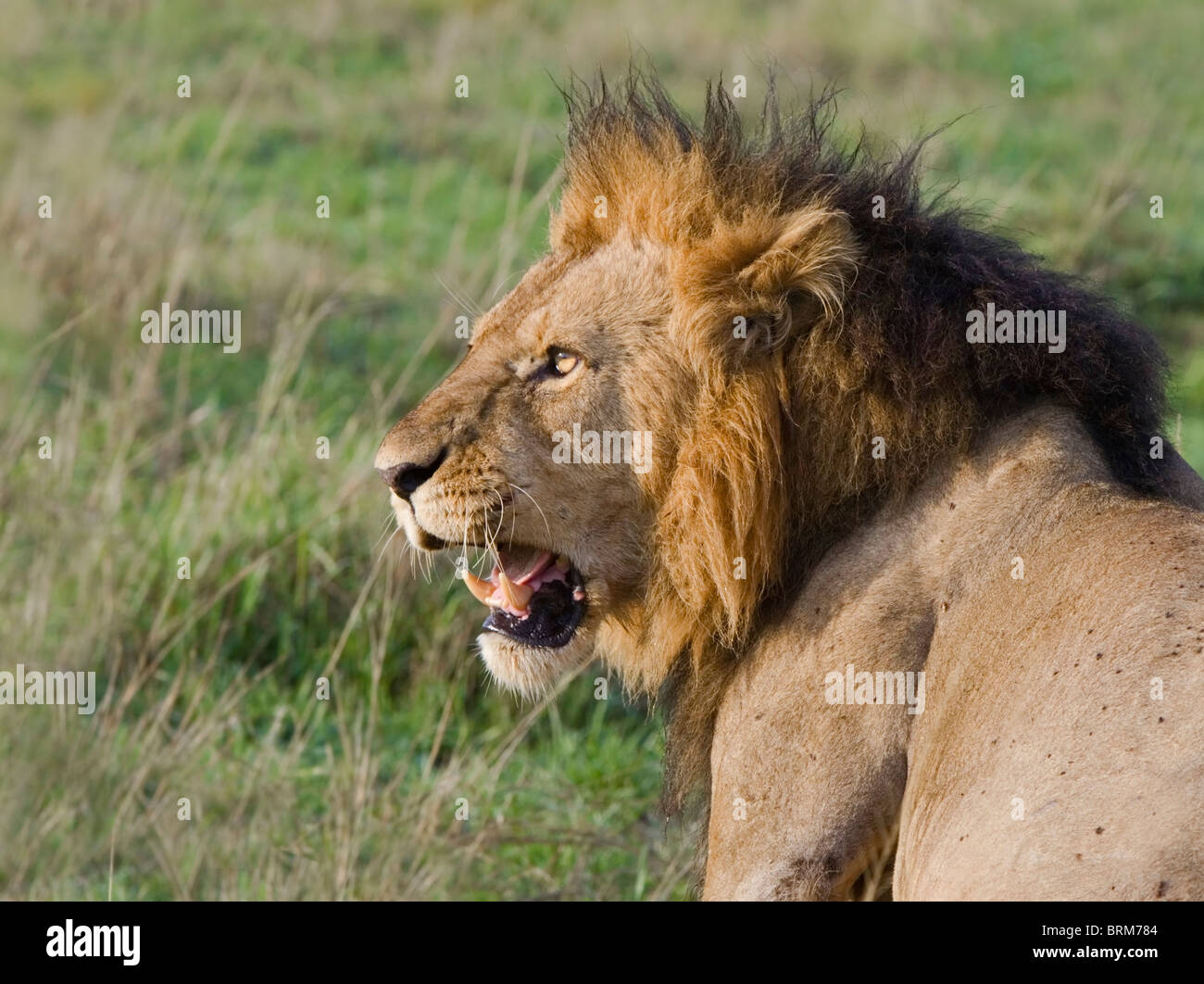 Lion baring its teeth Stock Photo