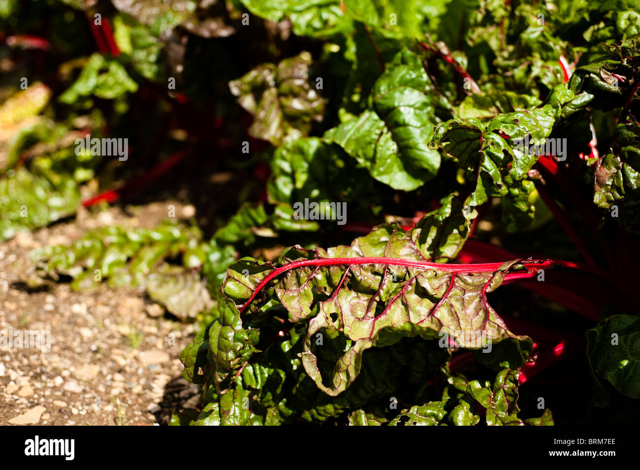 Leaf Beet, Ruby Chard, growing at The Lost Gardens of Heligan in Cornwall, United Kingdom Stock Photo