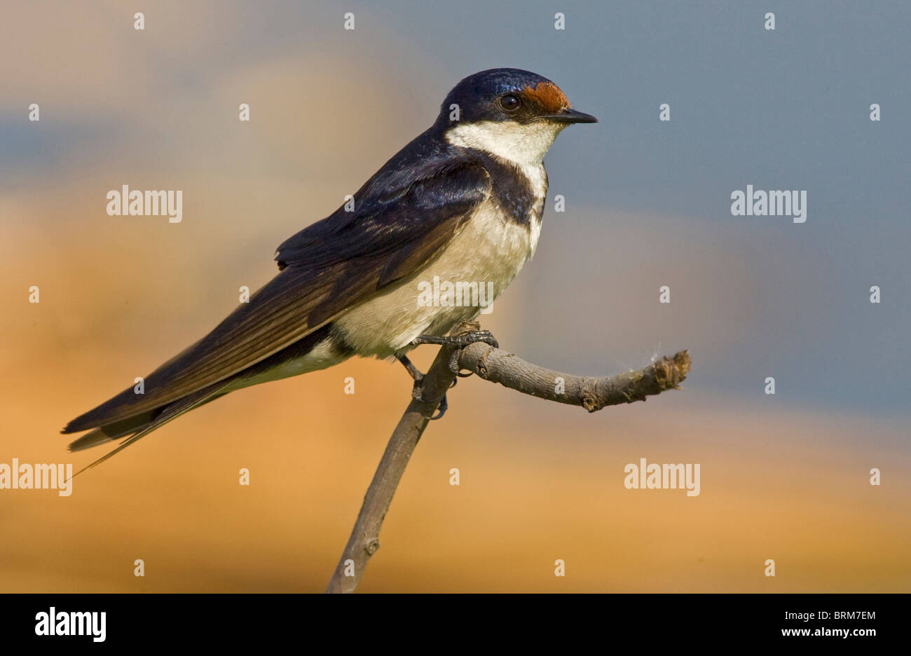 White-throated swallow Stock Photo
