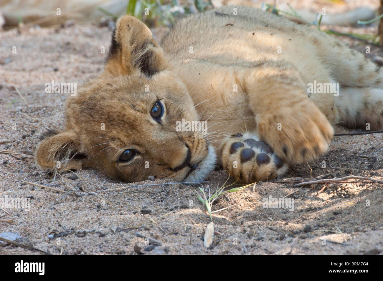 Lion cub resting on its side Stock Photo