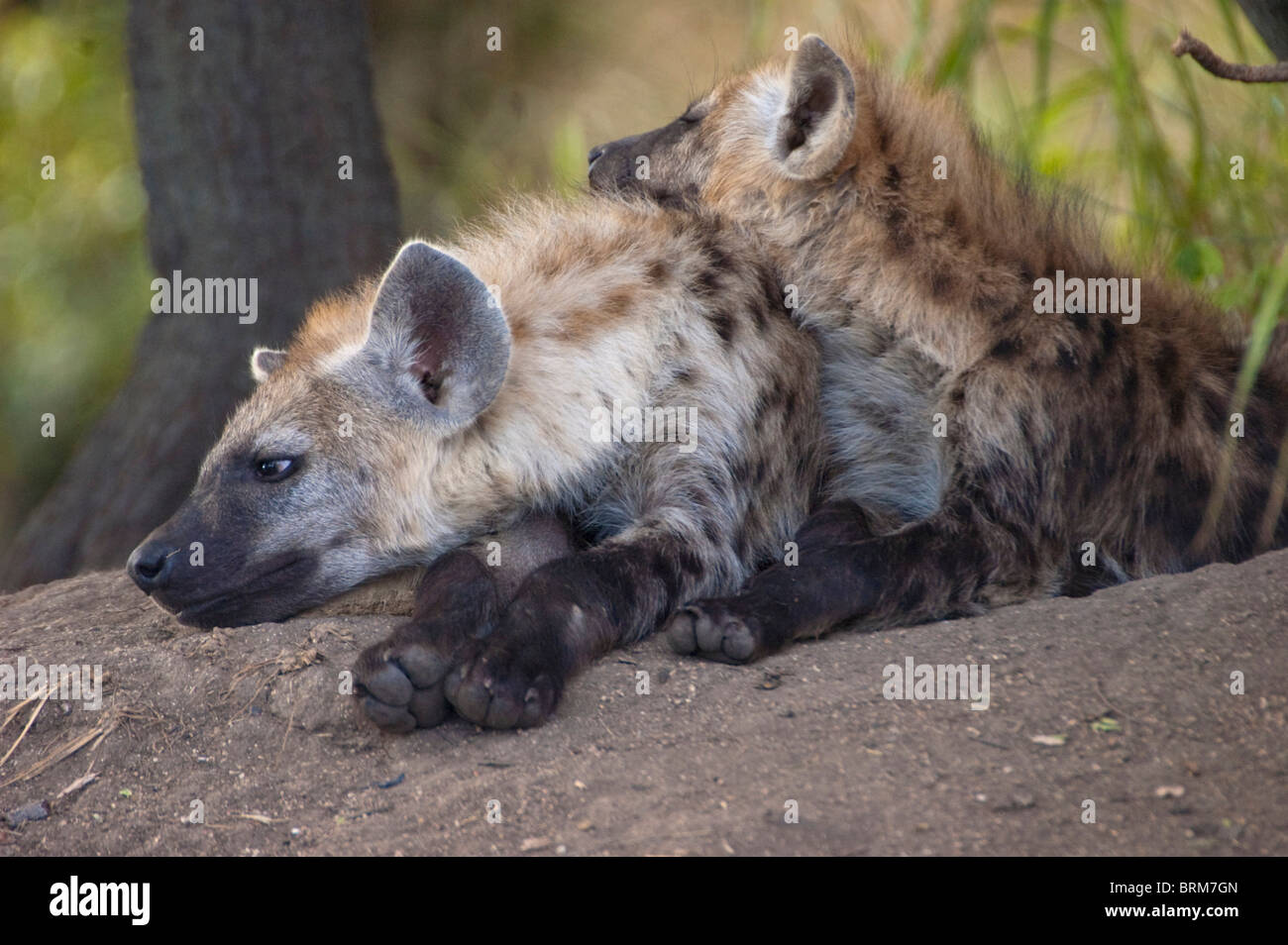 Spotted hyena pups resting together Stock Photo