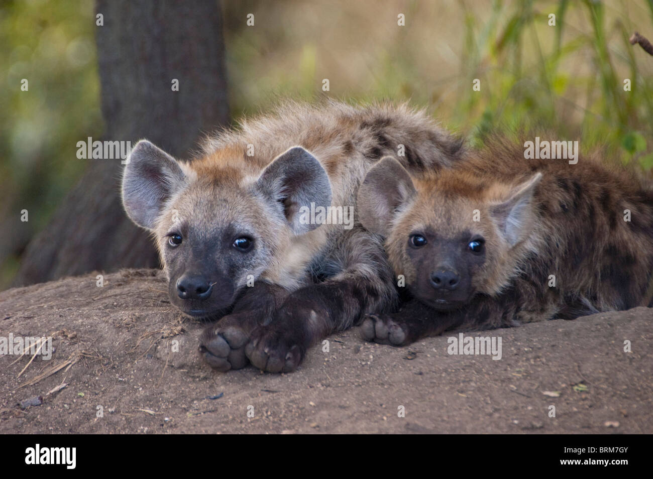 Spotted hyena pups lying side by side Stock Photo