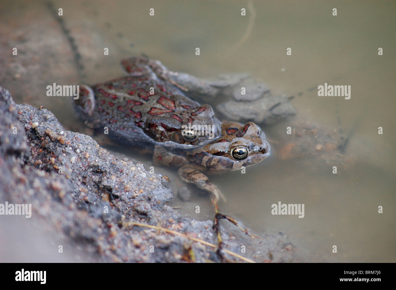 Frogs mating Stock Photo