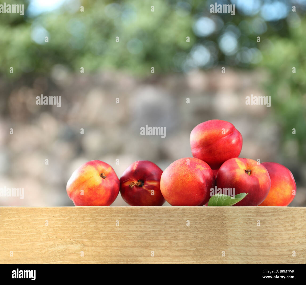 ripe nectarines near to a tree Stock Photo Alamy