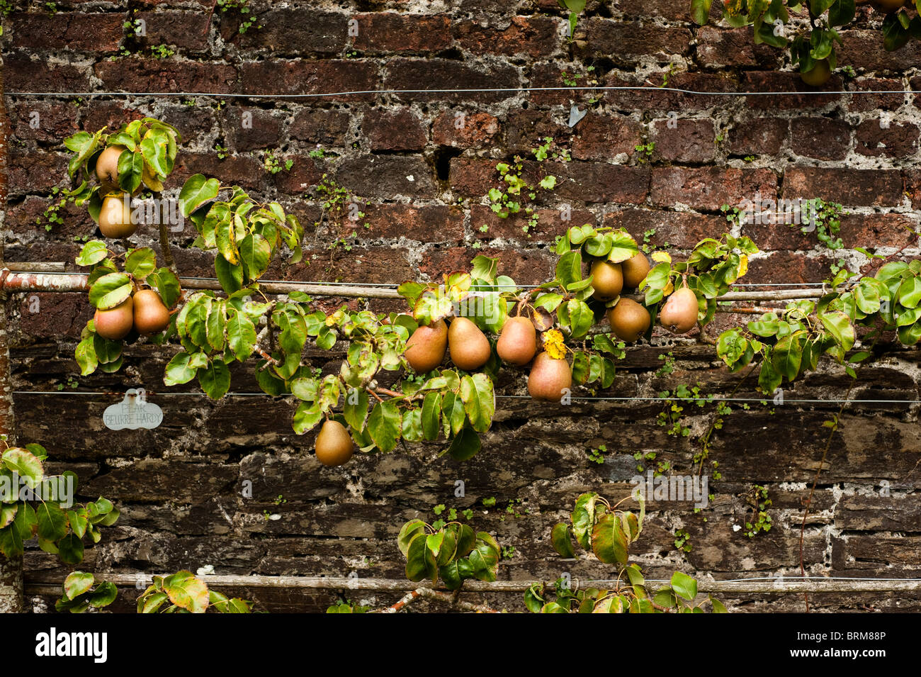 Espaliered Pear, Pyrus communis ‘Beurre Hardy’, growing at The Lost Gardens of Heligan in Cornwall, United Kingdom Stock Photo