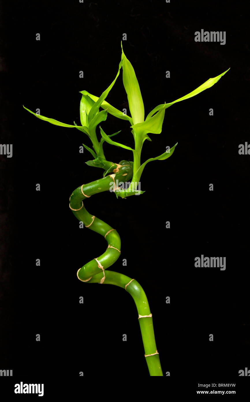 Lucky bamboo hires stock photography and images Alamy