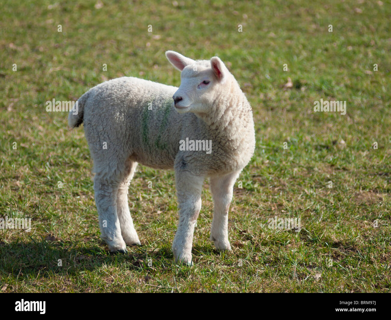 An English Lamb Stock Photo Alamy