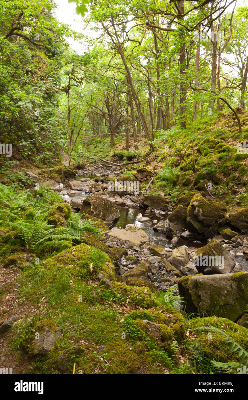 The stream in the woods at Stanley Ghyll in Eskdale , Cumbria , England , Great britain , Uk Stock Photo