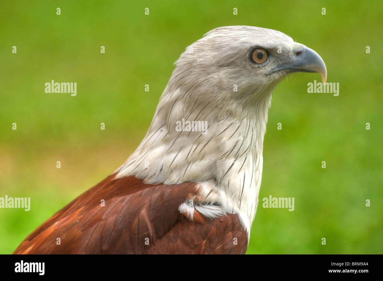 A close-up picture of a full grown Brahminy Kite. Stock Photo